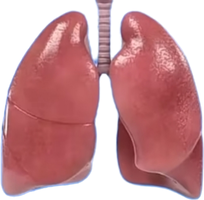 健康肺